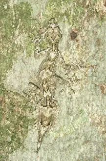 Australia, Queensland, leaf-tailed gecko (Phyllurus sp. ) on tree trunk