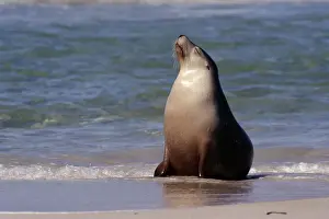 Endangered Species Prints: Australia Sealion, Kangaroo Island, Australia