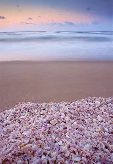 Australia, South Australia, Coorong National Park, shells on beach Australia, South Australia, Coorong National Park, shells on beach