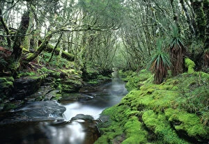 Images Dated 23rd April 2007: Australia, Tasmania, Central Highlands, stream in rainforest
