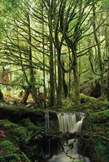 Australia, Tasmania, Tasmanian sassafras trees and stream in forest