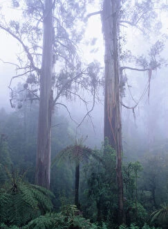 Images Dated 2007 March: Australia, Victoria, swamp gum trees and tree ferns in mist