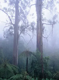 Australia, Victoria, swamp gum trees and tree ferns in mist