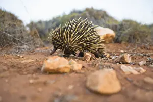 Australia, Western Australia, Cape Range National Park, Echidna