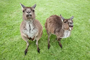 Creature Prints: Australian, Australia, native, creature, animal, nature, kangaroo, grass, green