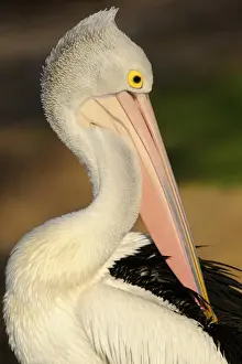 Australian Birds