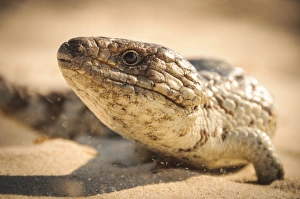 <b class=qtipBold><figcaption>Australian blue tongued lizard</figcaption></b><br>Blue tongued skink lizard in Perth Australia Australian blue tongued lizard