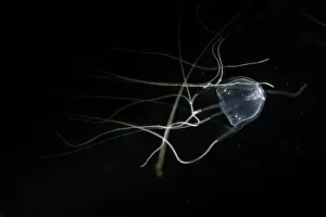 Australian Box Jellyfish