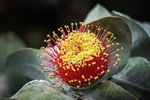 Flower Prints: Australian Bush Rose