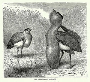 Images Dated 12th June 2023: Australian bustard, Ardeotis australis, a large ground dwelling bird