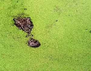 Australian Crocodile