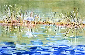 Australian Egret Stalking in a Muddy Marsh Mixed Media Painting