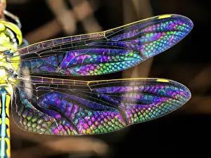 Australian Emperor Dragonfly with colorful wings - Hemianax papuensis