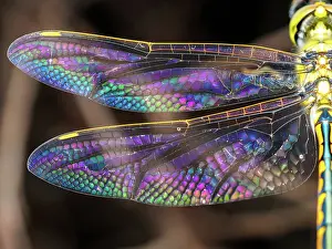 Australian Emperor Dragonfly with colorful wings - Hemianax papuensis