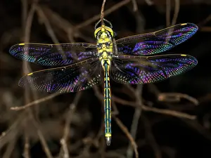 Australian Emperor Dragonfly with colorful wings - Hemianax papuensis