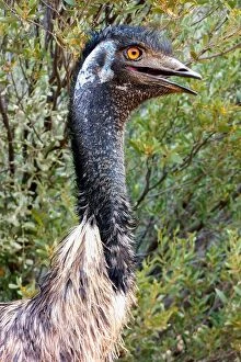 Emu Collection: Australian Emu