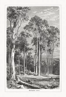 Images Dated 20th May 2019: Australian eucalyptus forest, wood engraving, published in 1897