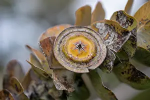 Australian Eucalyptus Gumnuts - Kings Park, Perth