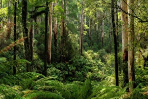 Images Dated 2014 August: Australian forest