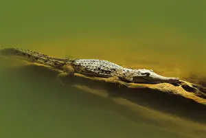 Australian freshwater crocodile (Crocodylus johnstoni)