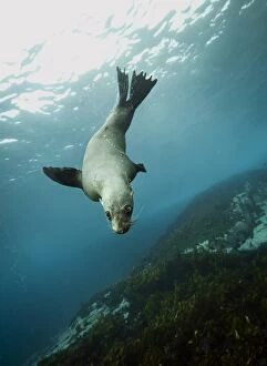 Alastair Pollock Collection: Australian fur seal
