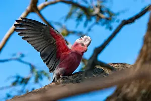 Prints of Wild galahs dropping in for a snack in a backyard along their flight path Marianne Purdie Photography Prints: Australian galahs