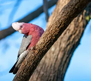 Australian galahs Australian galahs