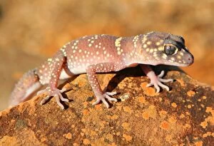 Gecko Collection: Australian Gecko lizard. South Australia
