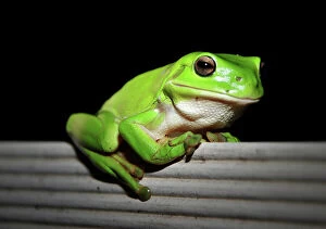 Images Dated 14th May 2015: Australian green tree frog