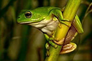 Frogs Collection: Australian green tree frog, litoria caerulea