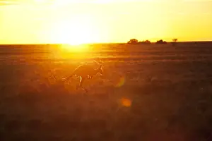 Jumping Prints: Australian kangaroo