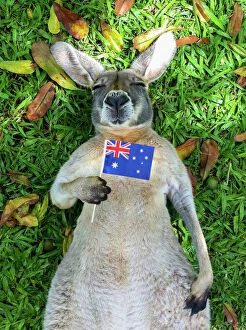 Kangaroo Collection: Australian Kangaroo sleeping with Australian Flag