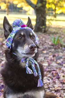 Prints of Australian Kelpie in a colourful beanie sitting in autumn leaves beanie Louise Docker Photography Prints: Australian Kelpie in a beanie