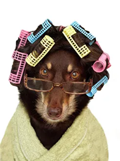 Australian Kelpie Dog wearing wig with hair curlers ,glasses and a dressing gown on a white background Australian Kelpie Dog wearing wig with hair curlers ,glasses and a dressing gown on a white background