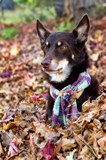 Louise Docker Photography Collection: Australian Kelpie playing in leaves