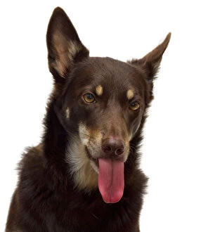 Images Dated 19th April 2014: An Australian Kelpie poking its tongue out
