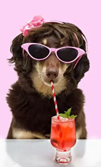 Australian kelpie wearing glasses and drinking a cocktail