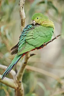 Reserve Prints: Australian king parrot (Alisterus scapularis)