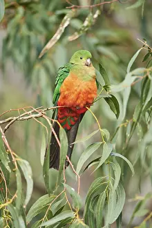 Australian king parrot (Alisterus scapularis)