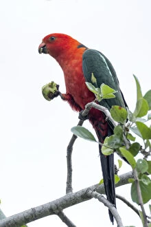 Images Dated 25th December 2020: An Australian King Parrot eating an apple off a tree