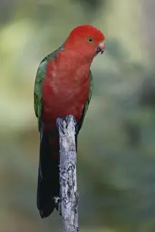 Parrot Prints: Australian King Parrot, male, Australia / (Alisterus scapularis scapularis)