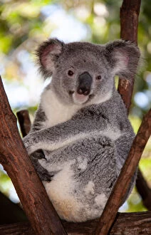 Animal Puzzles Collection: Australian koala