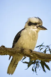 Stefan Mokrzecki Photography Prints: Australian Laughing Kookaburra (Dacelo novaeguineae)