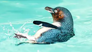 Robbie Goodall Photography Prints: Australian Little Penguin (Eudyptula minor) playing in the water