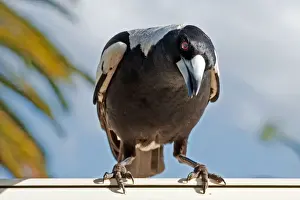 Australian Magpie