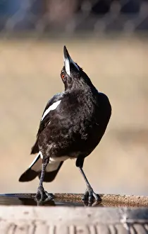 Australian magpie