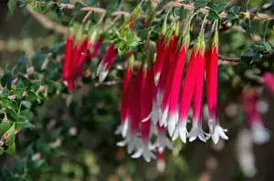 Australian native Fuchsia (Epacris longiflora)