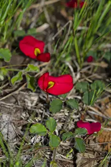 Images Dated 25th December 2020: Australian native pea flower called Running Postman