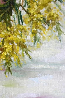 Art Collection: Australian Native Wattle Flowers Oil Painting