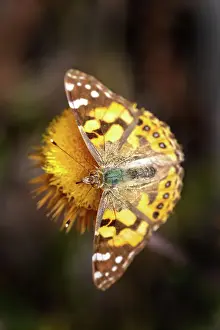 Prints of A close up looking from overhead at an Australian Painted Lady butterfly (Vanessa kershawi) feeding on an Everlasting daisy Louise Docker Photography Prints: Australian Painted Lady butterfly on a everlasting daisy flower